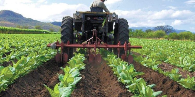Venezuela reduce importaciones de alimentos en 59% y avanza en soberanía alimentaria