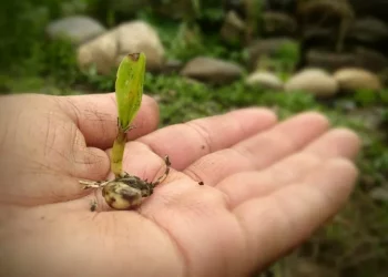 Caracas será sede de la discusión global sobre los Derechos de la Madre Tierra