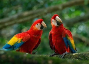 IVIC promueve el potencial científico y económico del país con su primer taller de avistamiento de aves