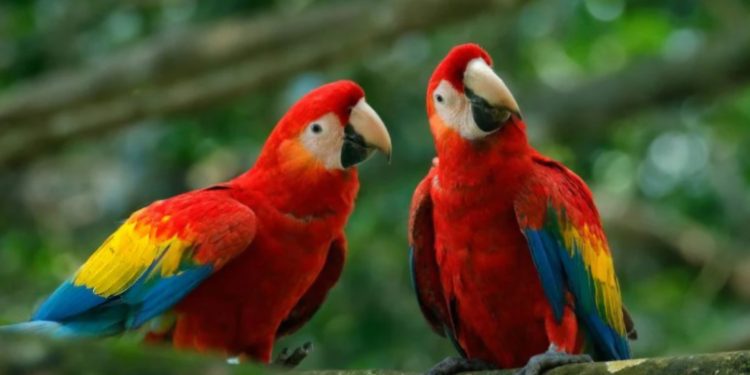IVIC promueve el potencial científico y económico del país con su primer taller de avistamiento de aves