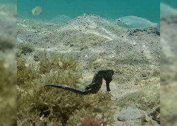 Hallan caballito de mar en fase reproductiva en el Parque Nacional Mochima