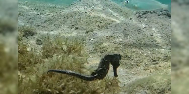 Hallan caballito de mar en fase reproductiva en el Parque Nacional Mochima