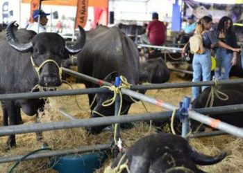 La IV Expoferia Bufalina 2026 reunirá a más de 100 productores y 200 empresas en Caracas