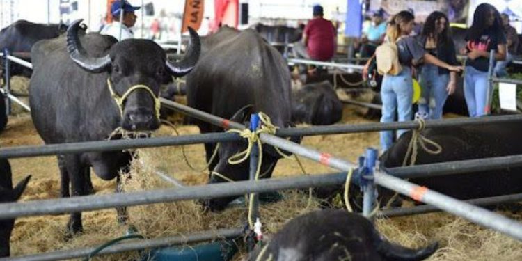 La IV Expoferia Bufalina 2026 reunirá a más de 100 productores y 200 empresas en Caracas