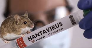 Preocupación en Argentina por brote de hantavirus