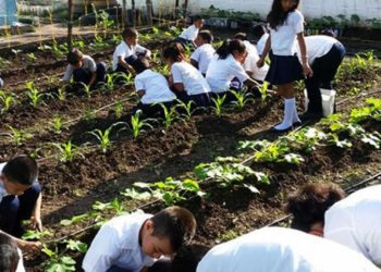 Ministerio de Educación consolida la cultura agrícola con 15 mil conucos escolares activos
