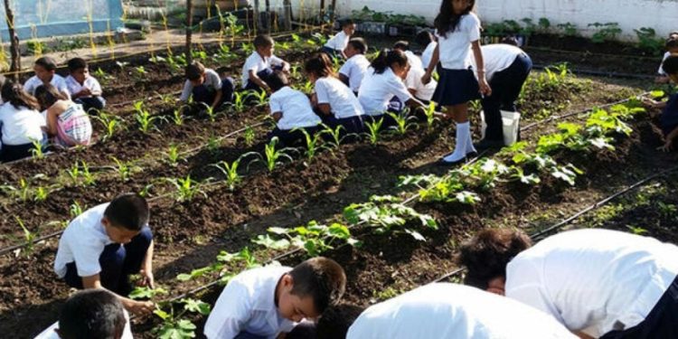 Ministerio de Educación consolida la cultura agrícola con 15 mil conucos escolares activos