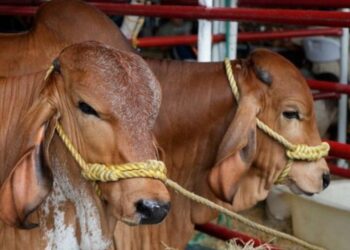Productores de Barinas y Apure presentan propuestas clave para fortalecer la Ley de Actividad Ganadera