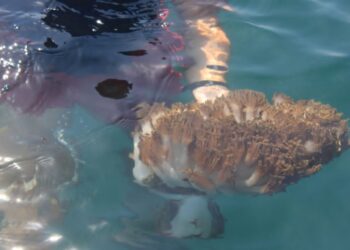 Gobierno y FAO inician plan contra el coral invasor Unomia stolonifera