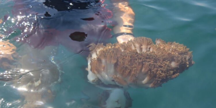 Gobierno y FAO inician plan contra el coral invasor Unomia stolonifera