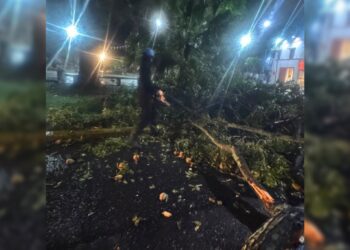 (+Video) Brigadas de emergencia atienden caída de árbol en La Campiña tras fuertes lluvias en Caracas