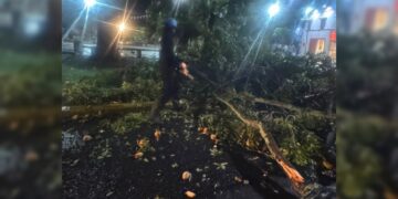 (+Video) Brigadas de emergencia atienden caída de árbol en La Campiña tras fuertes lluvias en Caracas