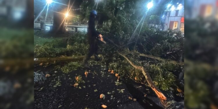 (+Video) Brigadas de emergencia atienden caída de árbol en La Campiña tras fuertes lluvias en Caracas