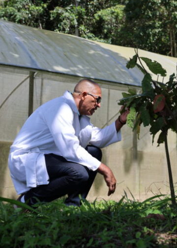 Investigadores venezolanos desarrollan estrategias para proteger la producción de cacao ante el cambio climático