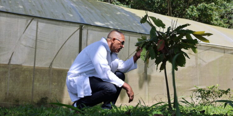 Investigadores venezolanos desarrollan estrategias para proteger la producción de cacao ante el cambio climático 1 Investigadores venezolanos desarrollan estrategias para proteger la producción de cacao ante el cambio climático