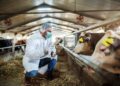 ​La ciencia genética que transforma la producción de carne y leche en el país