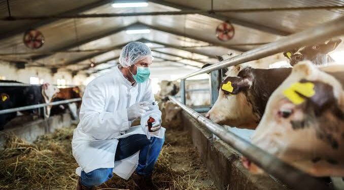 ​La ciencia genética que transforma la producción de carne y leche en el país