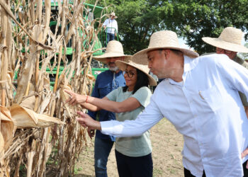 Presidenta Delcy Rodríguez activa Plan Cosecha de Maíz con proyección de 2,6 millones de toneladas