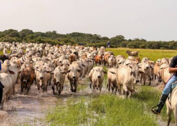 Apure censa más de 200 mil bovinos en tiempo récord con el Plan Nacional de Caracterización