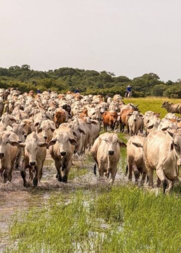 Apure censa más de 200 mil bovinos en tiempo récord con el Plan Nacional de Caracterización