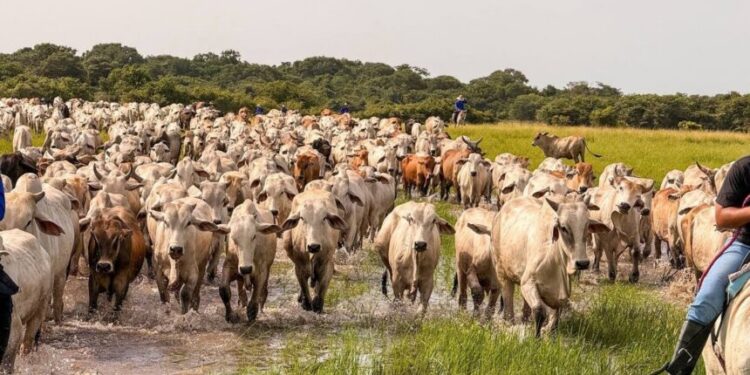Apure censa más de 200 mil bovinos en tiempo récord con el Plan Nacional de Caracterización