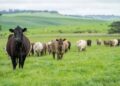 Ganadería nacional abastece el 98% del consumo de carne