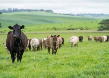 Ganadería nacional abastece el 98% del consumo de carne