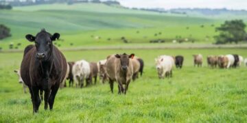 Ganadería nacional abastece el 98% del consumo de carne