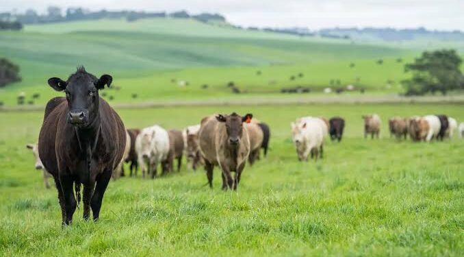 Ganadería nacional abastece el 98% del consumo de carne