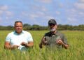 Guárico aporta el 40% de los cereales del país y lidera cosecha del ciclo invierno 2026
