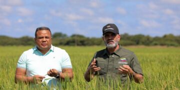 Guárico aporta el 40% de los cereales del país y lidera cosecha del ciclo invierno 2026