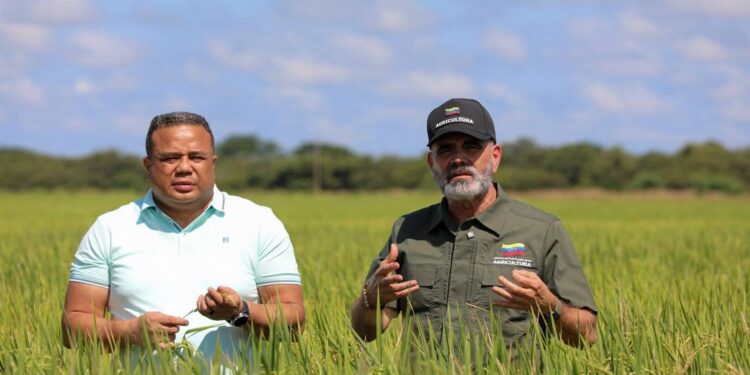 Guárico aporta el 40% de los cereales del país y lidera cosecha del ciclo invierno 2026