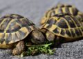 Presidenta Delcy Rodríguez difunde mensaje por amor a la naturaleza y resalta la conservación de la fauna local