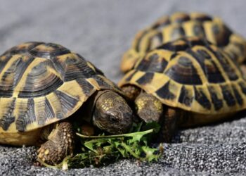 Presidenta Delcy Rodríguez difunde mensaje por amor a la naturaleza y resalta la conservación de la fauna local