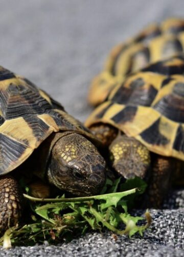 Periódico de la Patria y Multiplataforma Digital 29 Presidenta Delcy Rodríguez difunde mensaje por amor a la naturaleza y resalta la conservación de la fauna local